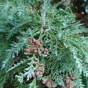 Chamaecyparis lawsoniana 'Glauca' rameau